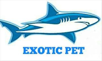 Exotic Pet