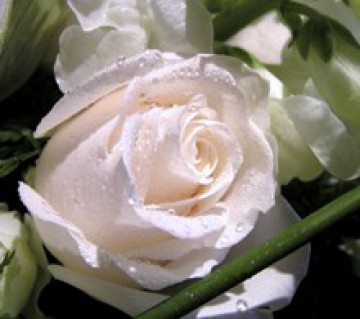 FloristerÃ­a Eden