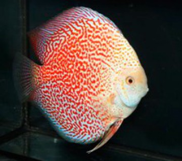 Discus Vigo